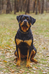 Beautiful Rottweiler dog in the forest.