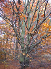 Bieszczady - jesień