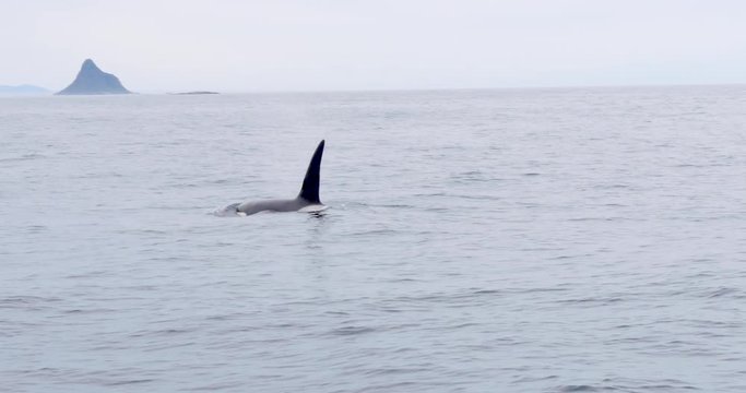 Orca breaching Norwegian sea. Near Andenes on the Lofoten.