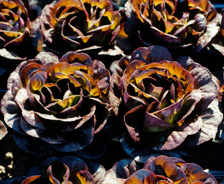 Closeup of Red Lettuce