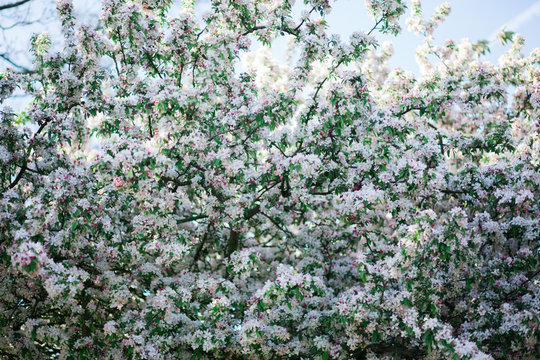 A wild apple blossom tree