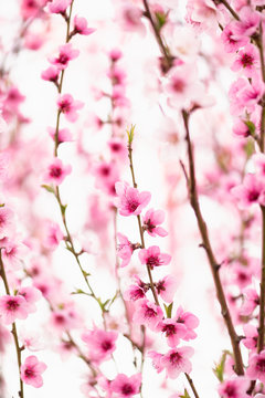 Peach (prunus persica) in bloom