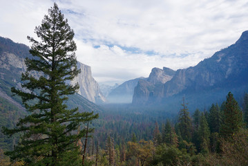 Yosemite Park in Early Morning Fog