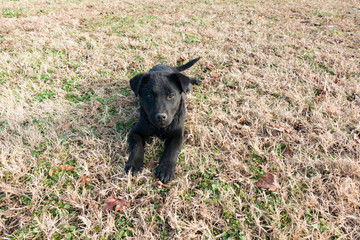Chico, A mixed Breed Labrador Retriever and Chow, poising in the yard
