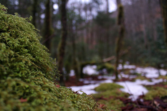 Macro Nature Photography of Moss Covering a Rock in the Deep Woods