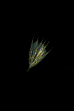 scale of moth wing