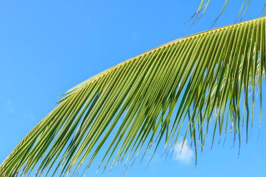 Palm branch on blue sky background. Sunny weather, bright day