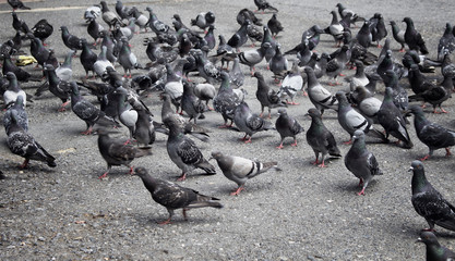 Many pigeons on ground