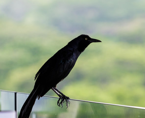 Black Bird
