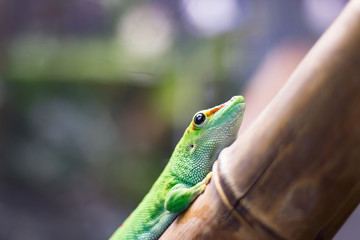 lizard