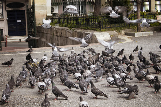 Many pigeons on ground and some fly.