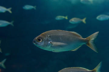 fish in aquarium close-up