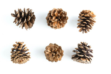 big set of cones various coniferous trees isolated