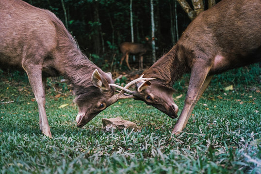 Sambar Deer fighting
