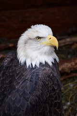 Bald eagle - Haliaeetus leucocephalus