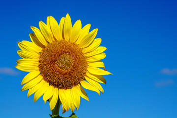 Sunflower with the against blue sky.