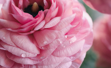 pink ranunculus petals with water droplets