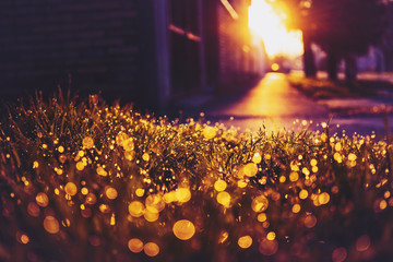 Morning light on the grass