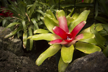 bromeliad in winter garden