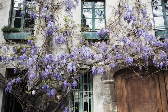 Wisteria on a building