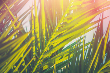 Fototapeta premium Long Spiky Feathery Palm Tree Leaves in Golden Pink Sunlight Flare. Hipster Toned Poster Banner Template. Tropical Foliage Background Vacation Tourism
