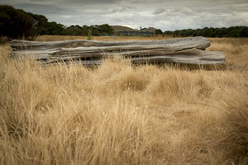 Solitary driftwood in fiel