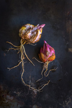 asiatic lily bulbs