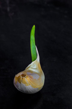 garlic clove growing