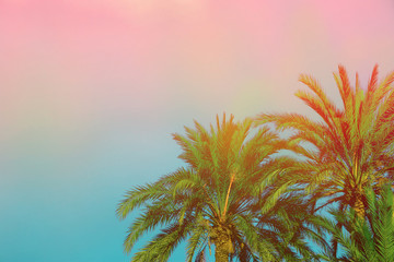 Palm Trees on Toned Purple Blue Pink Sky Background with Golden Sun Flare. Copy Space for Text....