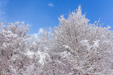 Branches covered with fresh snow