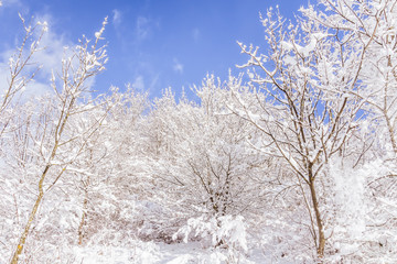 Fototapeta na wymiar Branches covered with fresh snow
