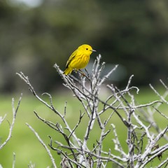 Obraz premium Yellow Warbler In Reid State Park