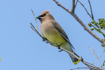 Fototapeta premium Cedar Waxwing