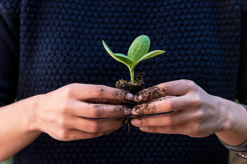 Female gardener planting cacti