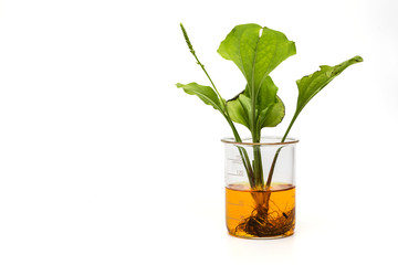 Science glasswear with oil laboratory