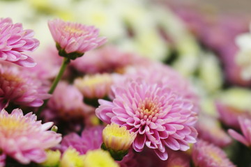 Obraz premium Soft Garden