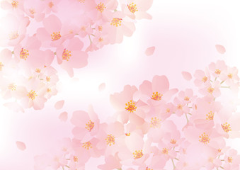 桜ふわり ふわり ピンク