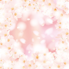 桜ふわり ふわり まわり 白 ピンク