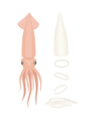 Squid, fillet and rings vector