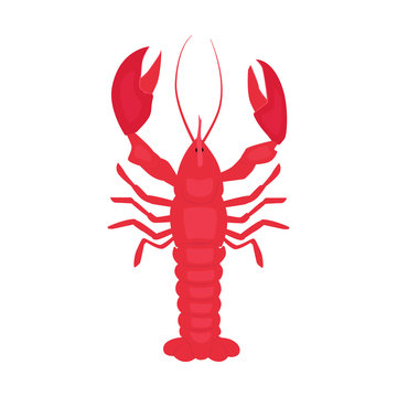 Cooked lobster vector illustration