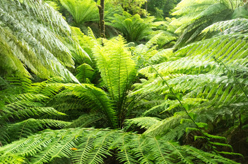 Tree Fern