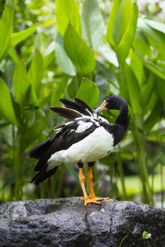 Duck