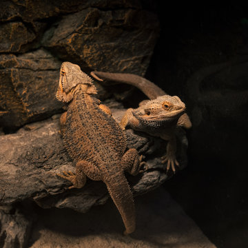 A pair of lizards basking in the glow of incandescent light bulbs in a zoo.