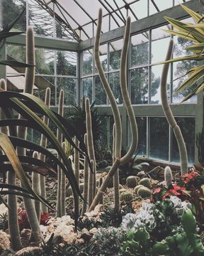 Cactuses In A Botanical Gar
