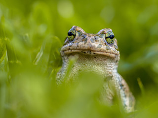 Impudent Green toad in Grass