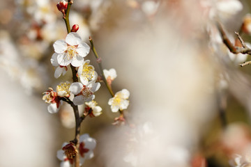 梅の花