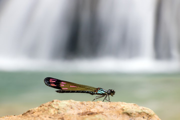 Blue dragonfly Heliocypha perforata relax by the waterfall. Tropical waterfall with insects. Laos