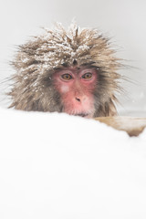 Jigokudani Monkey Park , monkeys bathing in a natural hot spring at Nagano , Japan