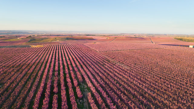 Spring pink blossom