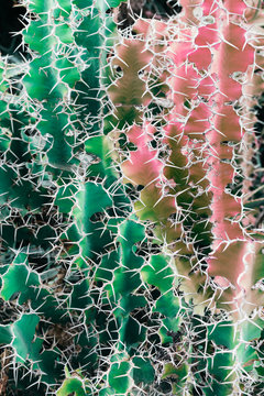 Background pattern of a green and pink cactus